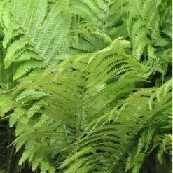 Ostrich Fern -Florist Shop matteuccia struthiopteris ostrich fern 2 sw