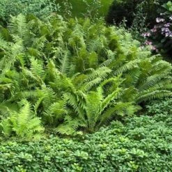 Ostrich Fern -Florist Shop matteuccia struthiopteris ostrich fern 3 sw