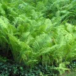 Ostrich Fern -Florist Shop matteuccia struthiopteris ostrich fern 5 sw