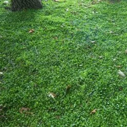 Purple Mazus -Florist Shop mazus reptans purple 10 sw