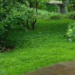 Purple Mazus -Florist Shop mazus reptans purple 11 sw