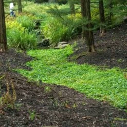 Purple Mazus -Florist Shop mazus reptans purple 12 sw