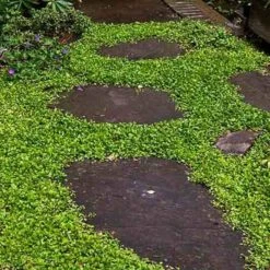 Purple Mazus -Florist Shop mazus reptans purple 13 sw