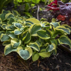 'Mighty Mouse' Hosta -Florist Shop mighty mouse hosta 3