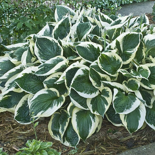 'Minuteman' Hosta 2 'Minuteman' Hosta - Image 2
