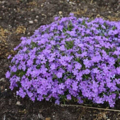 Mountainside™ 'Crater Lake' Phlox 7 Mountainside™ 'Crater Lake' Phlox -Florist Shop mountainside crater lake phlox 2