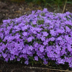 Mountainside™ 'Crater Lake' Phlox 6 Mountainside™ 'Crater Lake' Phlox -Florist Shop mountainside crater lake phlox 3