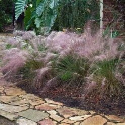 Pink Muhly Grass -Florist Shop muhlenbergia capillars pink muhly grass 3 sw
