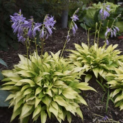 'Munchkin Fire' Hosta -Florist Shop munchkin fire hosta 4