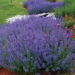 Drought Resistant+ Long Blooming Collection -Florist Shop nepeta walkers low catmint 1 82af1ac4 82ee 48eb a54e 6ba5dd40a07d