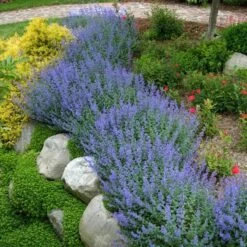 Walker's Low Catmint 13 Walker's Low Catmint -Florist Shop nepeta walkers low catmint 3