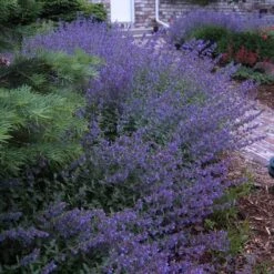 Walker's Low Catmint 14 Walker's Low Catmint -Florist Shop nepeta walkers low catmint 6