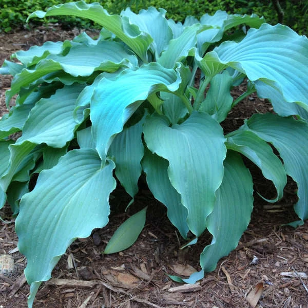 'Neptune' Hosta 1 'Neptune' Hosta