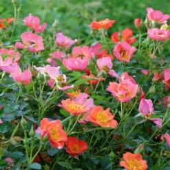 Oso Easy® Hot Paprika® Rose -Florist Shop oso easy hot paprika rose 10