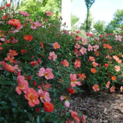 Oso Easy® Hot Paprika® Rose -Florist Shop oso easy hot paprika rose 11