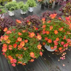 Oso Easy® Hot Paprika® Rose -Florist Shop oso easy hot paprika rose 4