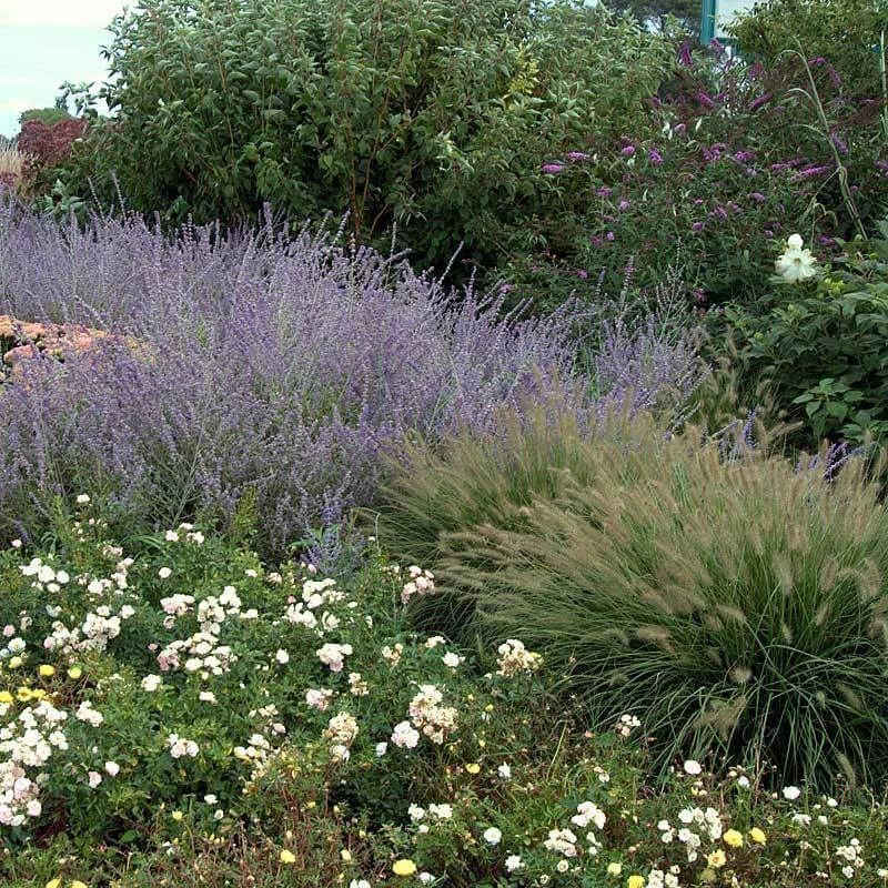 'Hameln' Fountain Grass 2 'Hameln' Fountain Grass - Image 2