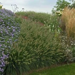 'Hameln' Fountain Grass 11 'Hameln' Fountain Grass -Florist Shop pennisetum hameln dwarf fountain grass 6 sw