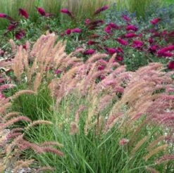 'Karley Rose' Fountain Grass -Florist Shop pennisetum karley rose 2 sw