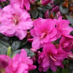 Perfecto Mundo® Double Purple Reblooming Azalea 12 Perfecto Mundo® Double Purple Reblooming Azalea -Florist Shop perfecto mundo double purple azalea 5