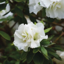 Perfecto Mundo® Double White Reblooming Azalea -Florist Shop perfecto mundo double white reblooming azalea 3