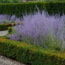 Russian Sage -Florist Shop perovskia atriplicifolia russian sage 3