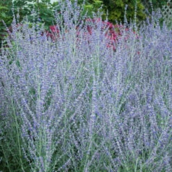 Russian Sage -Florist Shop perovskia atriplicifolia russian sage 4