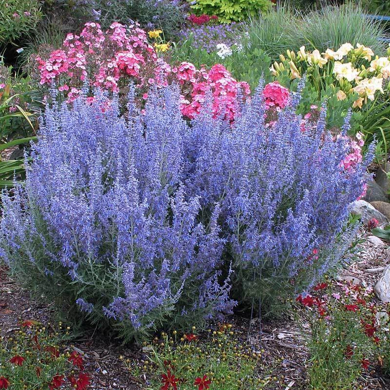 'Denim 'n Lace' Russian Sage 1 'Denim 'n Lace' Russian Sage