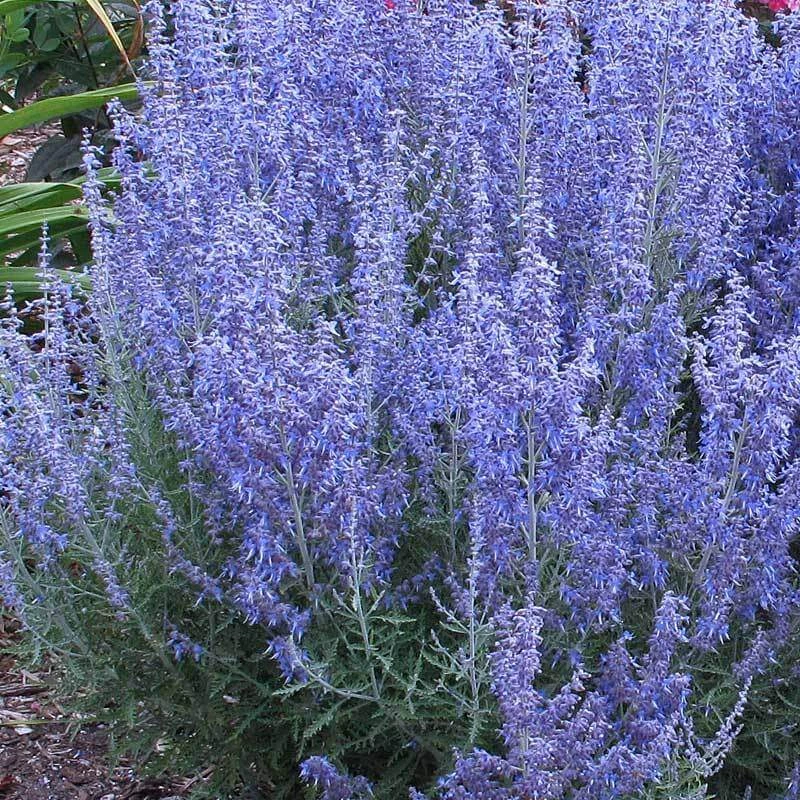 'Denim 'n Lace' Russian Sage 6 'Denim 'n Lace' Russian Sage - Image 6