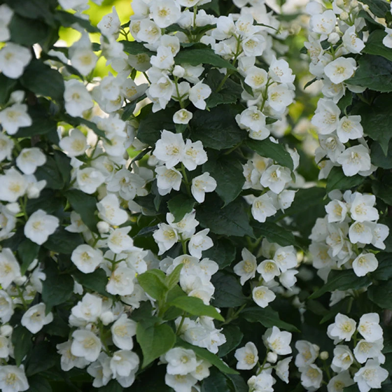 Illuminati Tower® Mock Orange 1 Illuminati Tower® Mock Orange