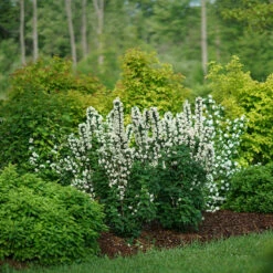 Illuminati Tower® Mock Orange 8 Illuminati Tower® Mock Orange -Florist Shop philadelphus illuminati tower 3