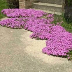 'Drummond's Pink' Creeping Phlox -Florist Shop phlox subulata drummonds pink creeping phlox 3 sw