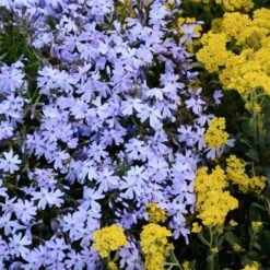 'Emerald Blue' Creeping Phlox