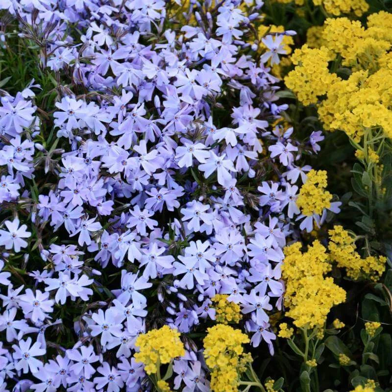 'Emerald Blue' Creeping Phlox 1 'Emerald Blue' Creeping Phlox