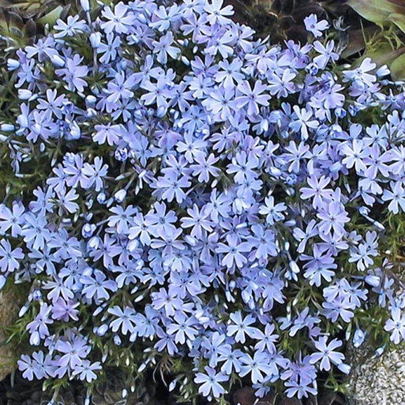 'Emerald Blue' Creeping Phlox 2 'Emerald Blue' Creeping Phlox - Image 2