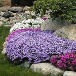 'Emerald Blue' Creeping Phlox 5 'Emerald Blue' Creeping Phlox -Florist Shop phlox subulata emerald blue 3 sw