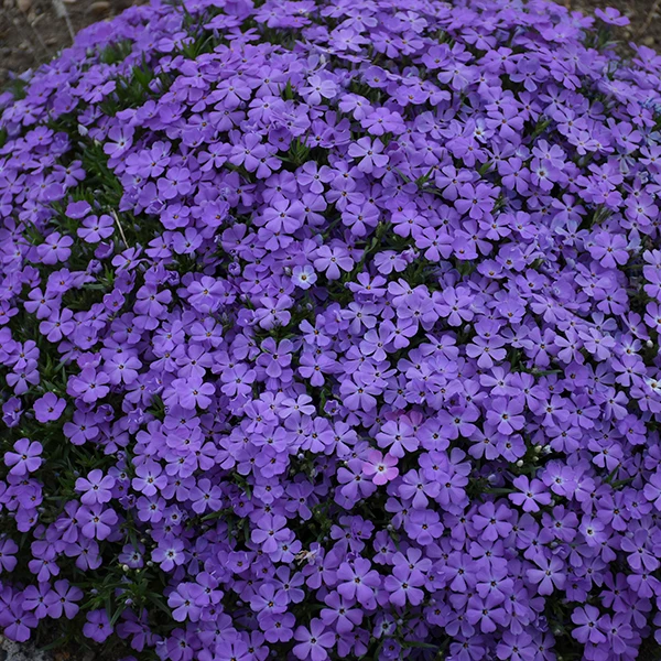 Mountainside™ 'Crater Lake' Phlox 1 Mountainside™ 'Crater Lake' Phlox