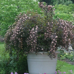 Summer Wine® Ninebark 6 Summer Wine® Ninebark -Florist Shop physocarpus summer wine 3