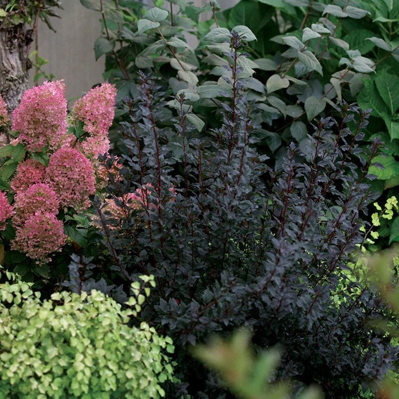 Tiny Wine® Ninebark 2 Tiny Wine® Ninebark - Image 2