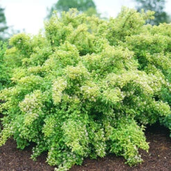 Tiny Wine® Gold Ninebark 6 Tiny Wine® Gold Ninebark -Florist Shop physocarpus tiny wine gold 3