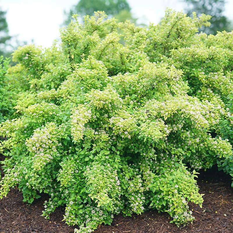 Tiny Wine® Gold Ninebark 3 Tiny Wine® Gold Ninebark - Image 3