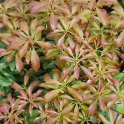 Interstella® Lily-of-the-Valley Shrub -Florist Shop pieris interstella 2