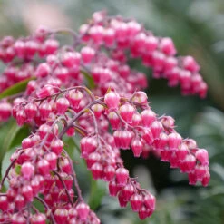 Interstella® Lily-of-the-Valley Shrub -Florist Shop pieris interstella 4