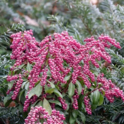 Interstella® Lily-of-the-Valley Shrub -Florist Shop pieris interstella 5