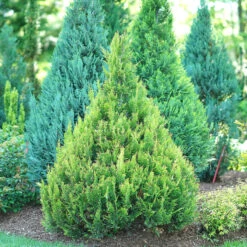 Pinpoint® Gold False Cypress -Florist Shop pinpoint gold false cypress 2