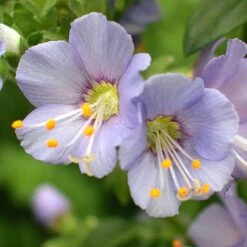 'Heavenly Habit' Jacob's Ladder -Florist Shop polemonium heavenly habit 3 sw