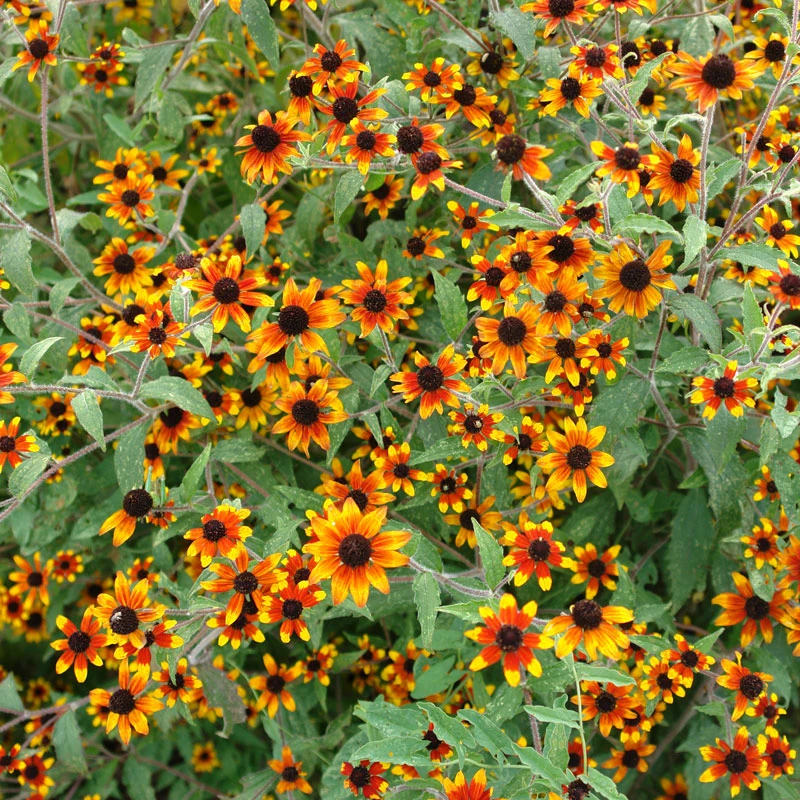 'Prairie Glow' Brown-Eyed Susan (Rudbeckia) 1 'Prairie Glow' Brown-Eyed Susan (Rudbeckia)