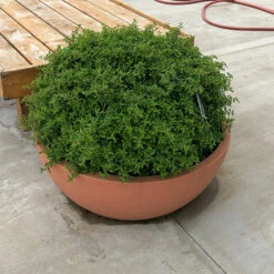 Juke Box® Pyracomeles -Florist Shop pyracomeles juke box 3