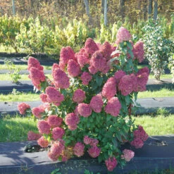 Quick Fire Fab® Panicle Hydrangea -Florist Shop quick fire fab panicle hydrangea 1