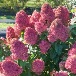 Quick Fire Fab® Panicle Hydrangea -Florist Shop quick fire fab panicle hydrangea 3